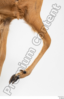 Deer Doe 2 leg 0032.jpg